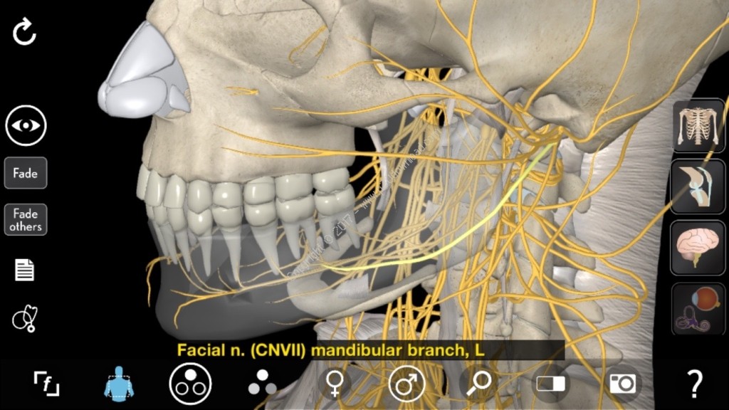 3D Organon VR Anatomy License Keygolkes