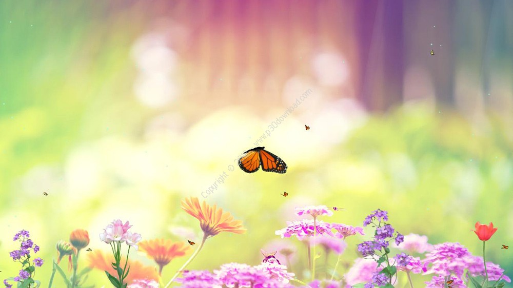 Butterfly Paradise Screensaver Crack